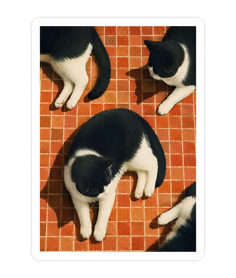 Black Cat Acrylic Poster
