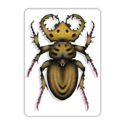 Beetle Acrylic Poster